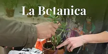 La Botanica: "Botanica Workshop" di Lapo Morgantini