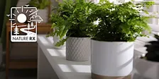 Nature Rx | Bringing Nature Indoors