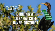 Birding at the Loxahatchee River District with the River Center