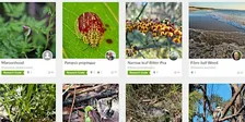 iNaturalist for Beginners: Snap, Upload, Identify