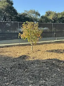 Mulch Spreading at Bramhall Park