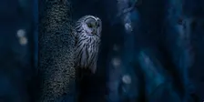 Silent Hunters Guided Owl Hike