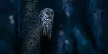 Silent Hunters Guided Owl Hike