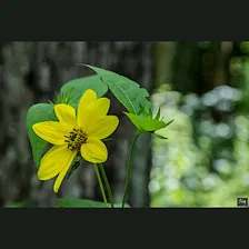 Orra Phelps Preserve Botany Walk