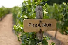 Pinot Noir Around the World