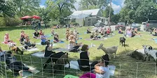 Goat Yoga at Pierpont General Store- Columbia, MO