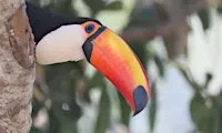 NJ Audubon Birds of the World: Introduction