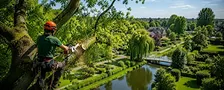 Boomverzorging Bodegraven