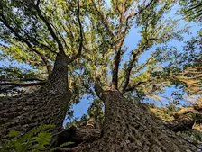 Poetry on Trails: Nurturing a Love of Nature and Environmental Stewardship