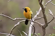 Guided Birding Walk