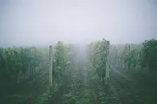 October Wine Events: Ghost Pours