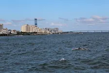 Dophin Cruise with Atlantic City Cruises and Heart of Surfing