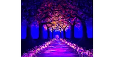 Blacklight Blossoms Aglow - Paint and Sip in Norfolk | Classpop!™
