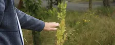 From community gardens to the river (11am)