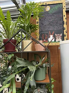 Pet-Friendly Plants