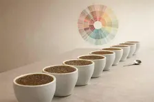 Intro to Coffee Cupping