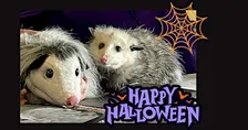 Drink with the Creatures of the Night - Opossums!
