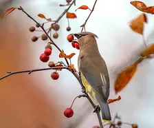 Come Birding at Allen’s Meadows this Fall with Joe Bear!