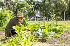 The South Florida Kitchen Garden: What To Plant Now