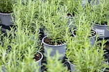 Herb Your Enthusiasm: Growing, Propagating, & Cooking with Herbs