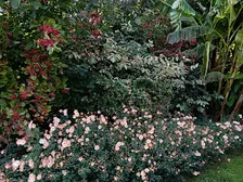 Appreciating the Virtues of the Autumn Garden: Lecture and Walk