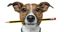 Puppy Training Course - 6 Weeks