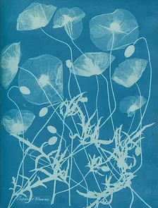 Cyanotype Workshop with Matthew Leifheit