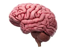 The Gruesome Fate of Whitman's Brain