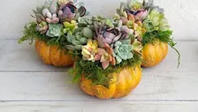Pumpkin Succulent Terrarium Class