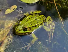 Pond Ecology: FREE Family Program (All Ages)