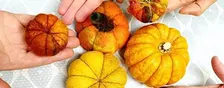 Pumpkin wet felting class