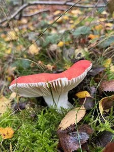 Know Your Fungi : Fungi I.D. Course