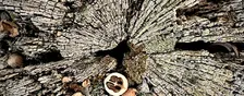 Nature Photography 101