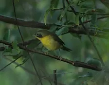 Louisville Women's Birding Club October Bird Walk