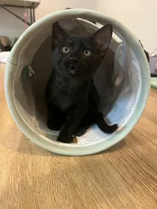 Meet and Greet and Adoption Event
