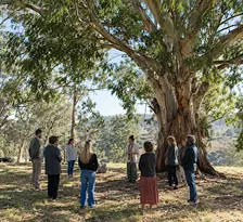 A Day Under the Grandmother Tree - Systemic Constellations Workshop
