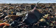 Discover Beachcombing at Kimmeridge