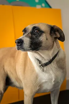 Paint Your Pet Workshop  (Oshawa)