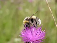 Introduction to Bumblebees