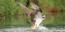 By design: rebuilding a home for Norfolk's ospreys