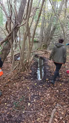 Nature's engineers: what beavers can teach us about design