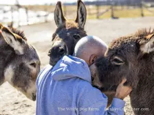 Group Donkey Encounter