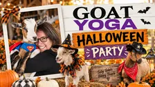 Halloween Goat Yoga at Pactamere Farm