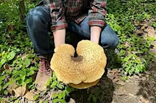 Foraging and Herbalism Class at Holliday Park