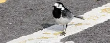 Nature in the city: a walk with Nick Acheson (1pm)