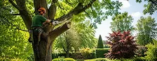 Boomverzorging Sassenheim