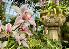Orchids in the Winter