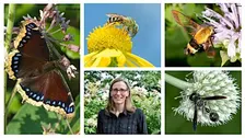 Native Havens: Building Pollinator Habitats