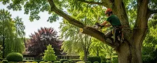 Boomverzorging Voorhout