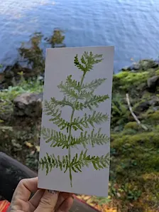 Botanical Watercolor Greeting Cards in Asheville